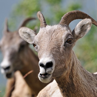 Jasper NP - Bighorn sheeps